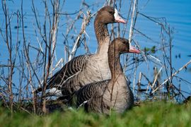 Kolganzen gingen er eens goed voor zitten.