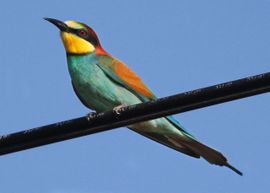 European Bee Eater in Spring 