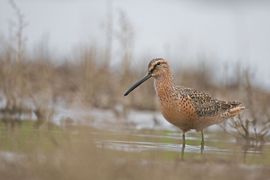 Grote Grijze Snip in zomerkleed
