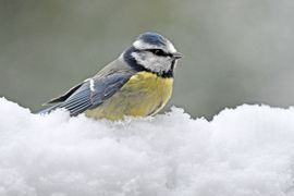Pimpelmees in de sneeuw