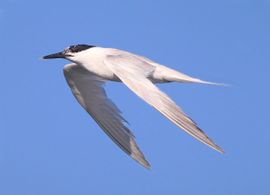 Sandwich Tern in Summer