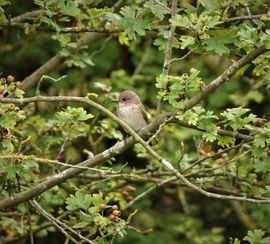 Nieuwsgierige grauwe vliegenvanger