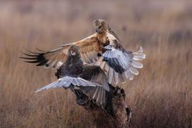 Vechtende Kiekendieven