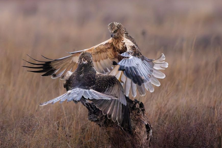 Vechtende Kiekendieven