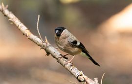 Goudvink op park de Hoge Veluwe