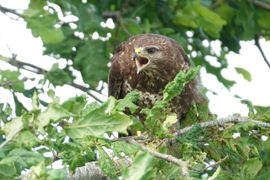 Buizerd