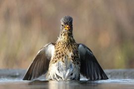 Kampioen Gekke Bekken Trekken