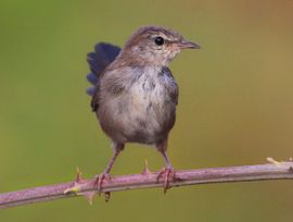 Juvenile Cetti's Warbler 