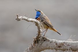 Poserend met opgeheven blik