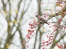 pestvogel tussen de bessen