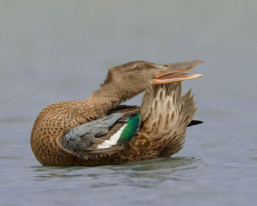 Slobeend verzorgt haar verenkleed minutieus