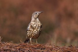 Grote lijster op de heide