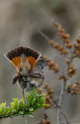 Blauwborst in duingebied