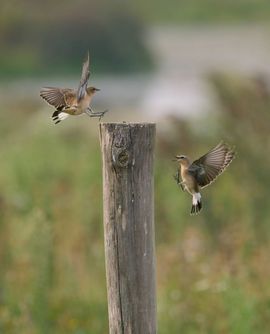 Strijden om de eerste rang