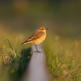 Tapuit poseert op rails van een smalspoorlijn