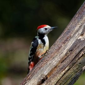 Middelste bonte specht