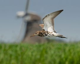 Mooi Hollands plaatje