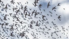 Temidden van duizenden goudplevieren