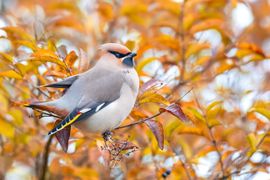 Onze zeldzame wintergast, de Pestvogel.