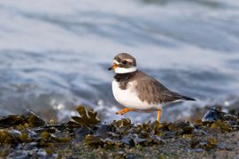 Bontbekplevier langs de waterlijn