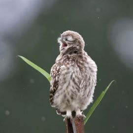 Singing in the rain