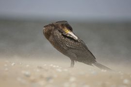 Windkracht