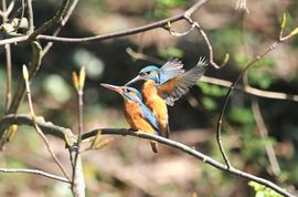 Ijsvogel paartje