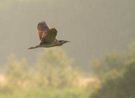 Op weg in de eerste zonnestralen