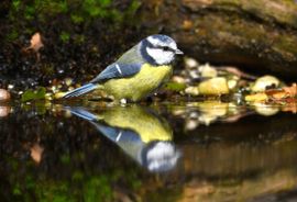 Spiegelbeeld vertel eens even.....