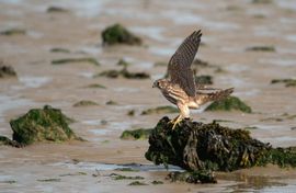 Wát een landing