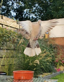 Tortelduif op bezoek