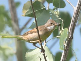 Het uitgevlogen jong wordt nog gevoerd.