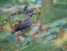 Invasie van een zeldzame vogel