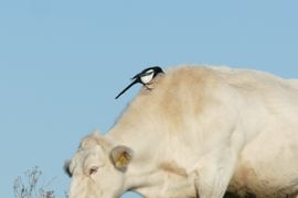 De lokale ossenpikker