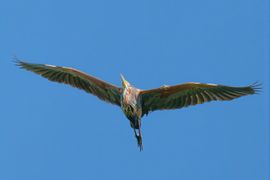Purperreiger