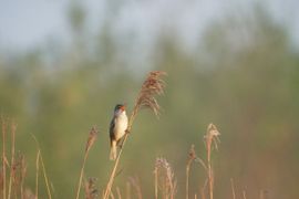 Wat een volume komt er uit dit vogeltje!