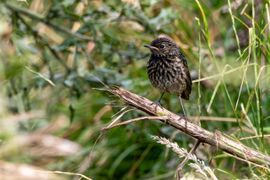 Blauwborst (juveniel)