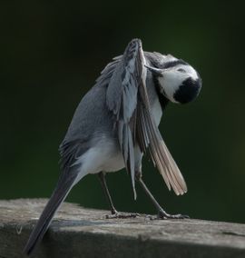 Witte Kwikstaart op de schutting naast de vogelhut 