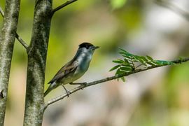 De zwartkop is zeer waakzaam.