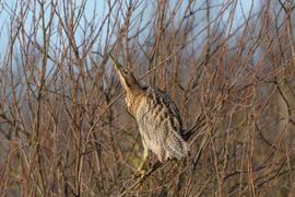 Roerdomp in de winter