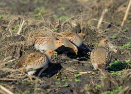 Samen Lunche