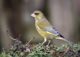 Poserend met 3 bloemetjes