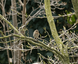Eerste kuikentje van het jaar