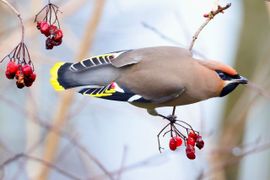 Prachtige Pestvogel bij de laatste winterbesjes