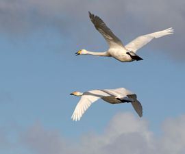 Wilde zwanenvlucht