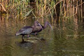 Twee ibissen foeragerend bij het riet