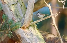 Eén van mijn lievelingsvogeltjes
