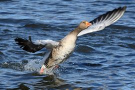 Landende grauwe gans