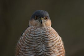 portret van een sperwer man