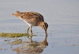 Watersnip weerspiegeld